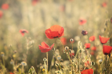 Poppy flowers field, close-up early in the morning