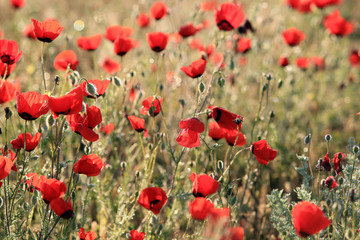 Obraz premium Pole kwiatów maku, zbliżenie wcześnie rano