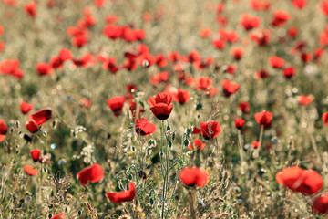 Poppy flowers field, close-up early in the morning