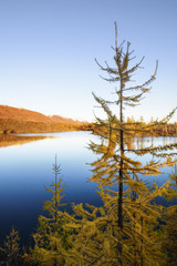 Yellow larch on a blue lake in the tundra, deep autumn in the Taimyr Peninsula near Norilsk.