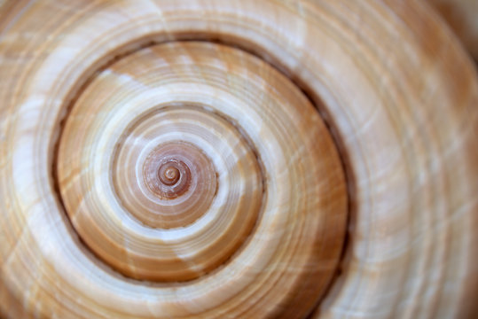 Large sea shell swirl,background ,close up