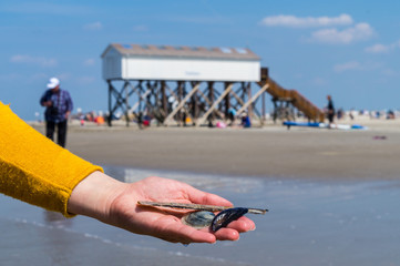 Sankt Peter-Ording Muscheln © Animaflora PicsStock