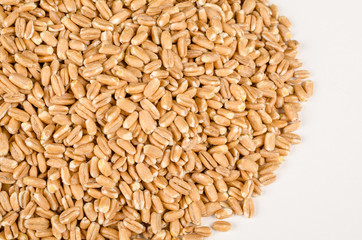 Spelt grain