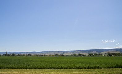 green corn farm field 