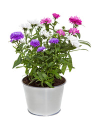 Bouquet of Aster Flowers in a silver metal floerpot