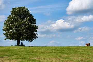 Fototapeta na wymiar Landschaft mit blühendem Baum, Wiese und bewölktem Himmel