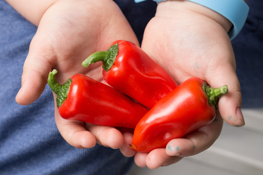 Paprika Mini