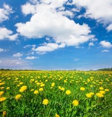 Yellow flowers field under blue cloudy sky
