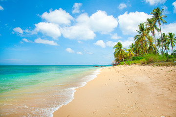 tropical beach with coconut palm