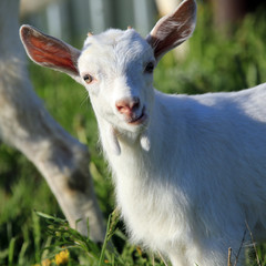 Fototapeta premium Goat with kids on a meadow