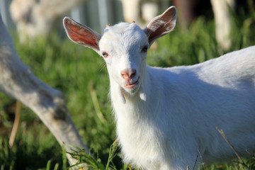 Goat with kids on a meadow