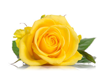 beautiful yellow rose isolated on white background