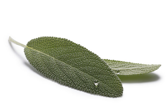 Sage (Salivia Officinalis) leaves