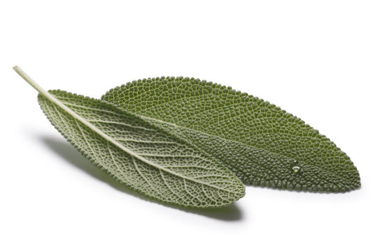 Sage (Salivia Officinalis) leaves