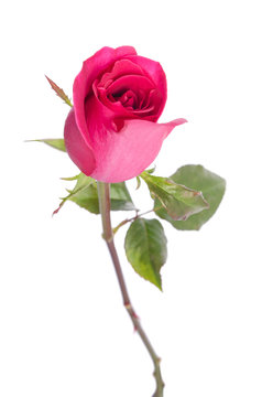 beautiful red rose isolated on white background