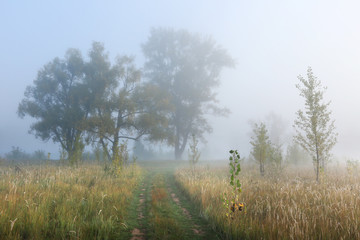 thick fog in an oak grove
