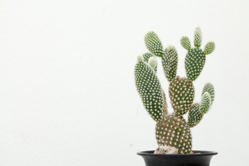 Opuntia microdasys, Opuntia Microdasys or bubby ears cactus isolate in house garden