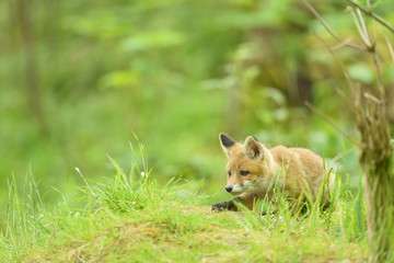 Fuchs Jungfuchs