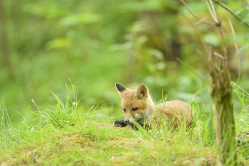 nature red fox young fox pup 