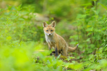 Naklejka na ściany i meble nature red fox young fox pup 
