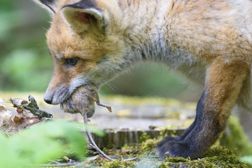 nature red fox young fox pup 