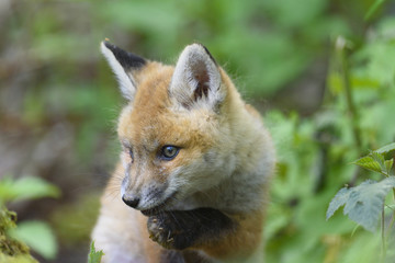 nature red fox young fox pup 