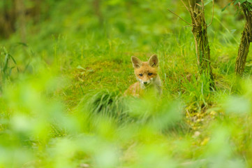 Naklejka na ściany i meble nature red fox young fox pup 