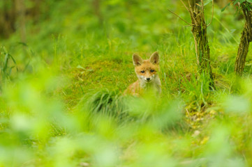 nature red fox young fox pup 