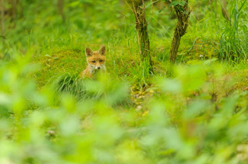 nature red fox young fox pup 