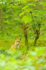 nature red fox young fox pup 