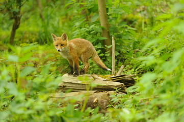 Fuchs Jungfuchs