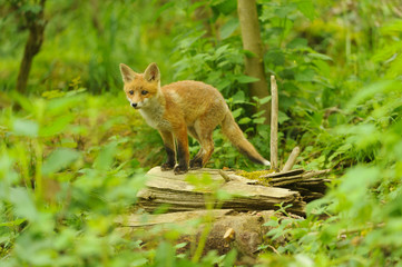 Naklejka na ściany i meble Jungfuchs junger rotfuchs - jung red fox 