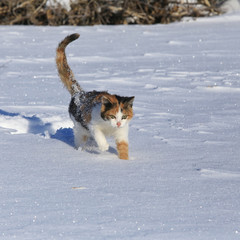 cat in the snow