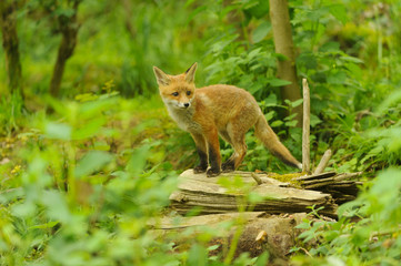 Jungfuchs junger rotfuchs - jung red fox 