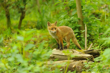 Jungfuchs junger rotfuchs - jung red fox 