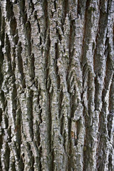 Abstract Wood Texture Bark Background