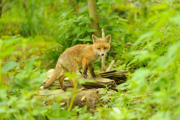 Naklejka na ściany i meble Jungfuchs junger rotfuchs - jung red fox 