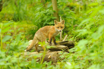 Jungfuchs junger rotfuchs - jung red fox 