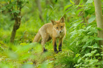 Fuchs Junge Rotfuchs Jungfuchs - fox young fox kit