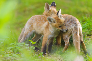 Fuchs Junge Rotfuchs Jungfuchs - fox young fox kit