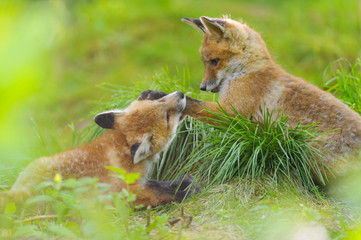 Fuchs Junge Rotfuchs Jungfuchs - fox young fox kit