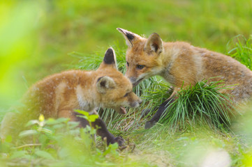 Fuchs Junge Rotfuchs Jungfuchs - fox young fox kit