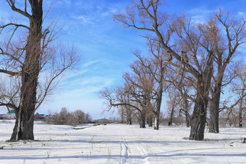 oak trees in winter