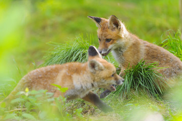 Fuchs Junge Rotfuchs Jungfuchs - fox young fox kit