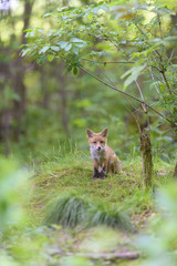Fuchs Junge Rotfuchs Jungfuchs - fox young fox kit