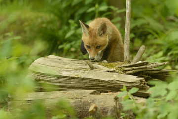 Fuchs Junge Rotfuchs Jungfuchs - fox young fox kit