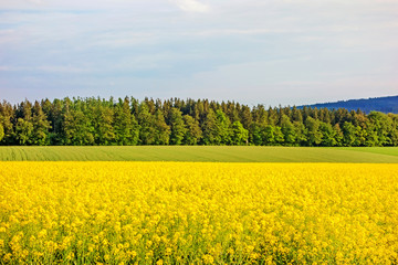Fototapeta premium yellow canola field