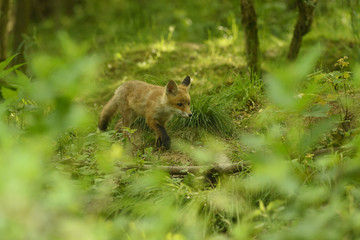 Fototapeta na wymiar Fuchs Junge Rotfuchs Jungfuchs - fox young fox kit
