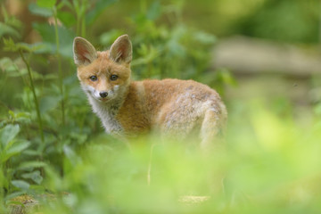 Fuchs Junge Rotfuchs Jungfuchs - fox young fox kit