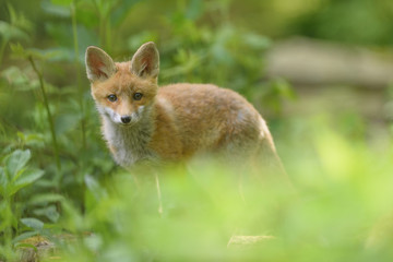Fuchs Junge Rotfuchs Jungfuchs - fox young fox kit